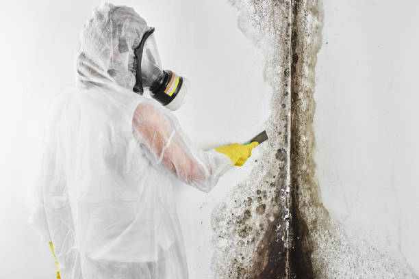 Best Commercial Mold Removal  in Wakefield, MI