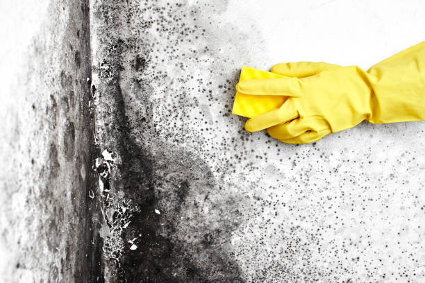 Best Emergency Mold Removal  in Wakefield, MI