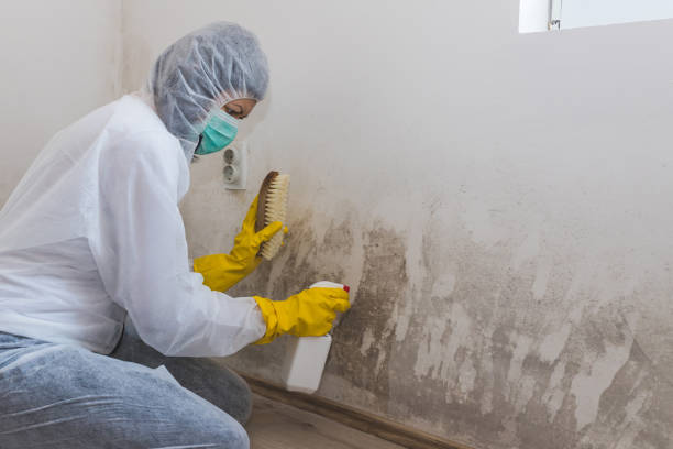 Best Professional Mold Removal  in Wakefield, MI