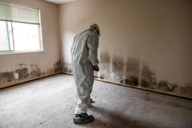 Best Crawl Space Mold Removal  in Wakefield, MI