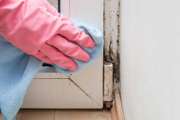 Best Residential Mold Removal  in Wakefield, MI