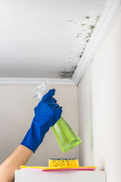 Best Attic Mold Removal  in Wakefield, MI